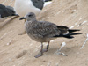juvenile LBBG, ringed in the Netherlands.